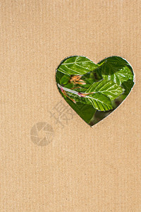 从心脏形状看的叶子棕榈礼物森林情感金色树叶生长植物群植物生态图片