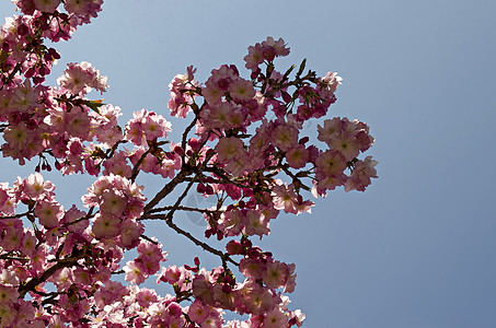 闪亮的日本樱樱花枝 美丽的春花作为背景叶子花束植物生态季节性花朵天空枝条粉色花瓣图片
