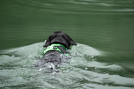 一只黑拉布拉多猎物在水中游泳猎犬幸福犬类检索支撑打猎毛皮飞溅宠物实验室图片