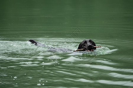 狗游泳一只黑拉布拉多猎物在水中游泳猎犬打猎支撑小狗犬类动物毛皮检索行动池塘背景