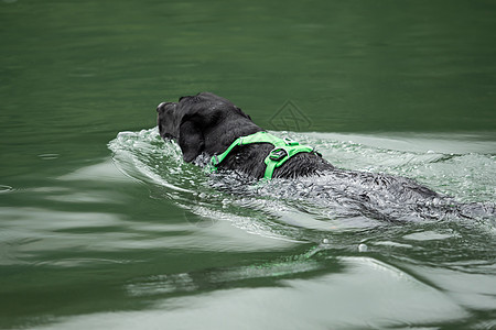 一只黑拉布拉多猎物在水中游泳犬类幸福飞溅猎犬池塘小狗实验室反射毛皮行动图片