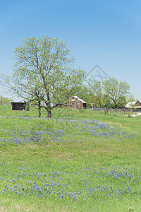 在德克萨斯农村布蓝邦开花 有农谷房子农村草原草地植物场地农场花园干草栅栏图片