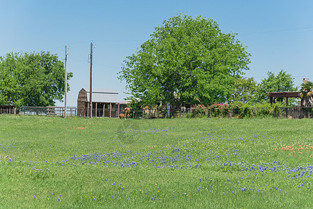 在德克萨斯农村布蓝邦开花 有农谷花园花瓣草地牧场建筑农场草原蓝色植物车皮图片