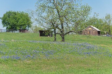 在德克萨斯农村布蓝邦开花 有农谷植物蓝色草地栅栏野花谷仓农场牧场引擎盖建筑图片