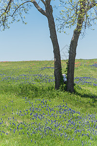 德克萨斯农村地貌的布卢邦特花园国家画笔干草蓝色爬坡农场植物车皮栅栏图片