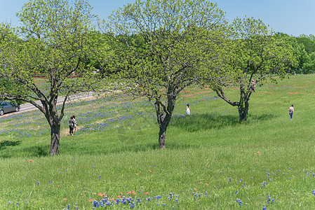 多彩羽扇豆不明身份的人拍照 在蓝邦特盛开的草地上背景