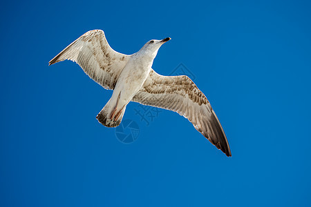 单海鸥在蓝蓝空中飞翔野生动物航班支撑蓝色天空生活翅膀动物海鸟羽毛图片