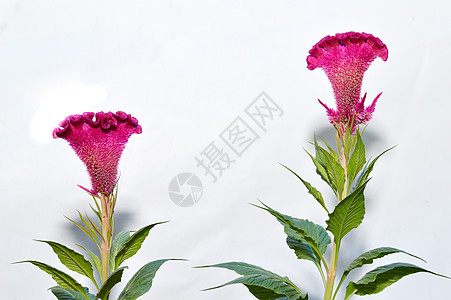 紫红色鸡冠花或凤头鸡花植物热带植物图片