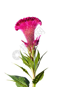 鸡冠花或凤头鸡花植物群植物生长紫色植物学明信片花店热带花园羽毛图片