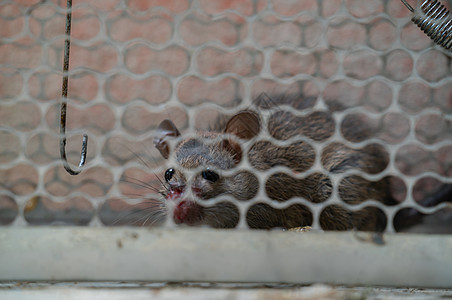 被困在笼子里的老鼠食物哺乳动物捕鼠器金属疾病棕色动物灰色房子控制图片