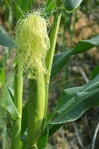 玉米作物植物种植园天空植物群小麦收成蔬菜日落粮食花园图片