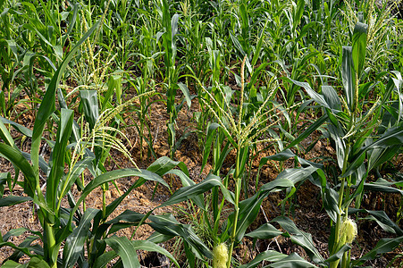 玉米作物种植园蔬菜土地环境土壤植物粮食日落叶子阳光图片