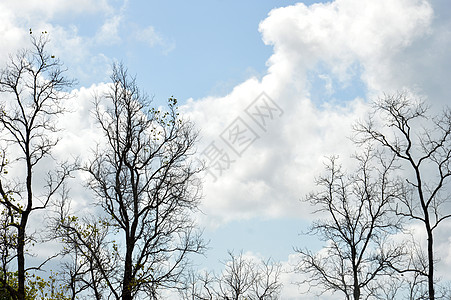 大树上的干树枝森林生长环境天空孤独木头死亡分支机构植物学生存图片
