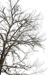 大树上的干树枝生活死亡生长栽培叶子枝条植物学生存森林环境图片
