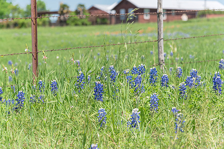 美国北得克萨斯州农场花朵多彩的布蓝邦开花房子农村爬坡草原乡村长角牛蓝色国家栅栏牧场图片