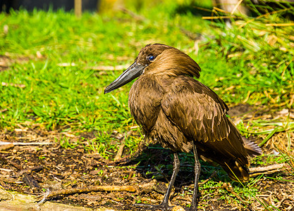 来自非洲和马达加斯加的热带动物 草地上一只哈梅科普鸟的近视肖像图片