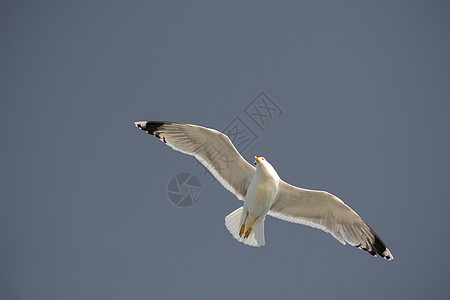 单海鸥在蓝蓝空中飞翔动物群动物翅膀飞行观鸟海鸟航班天空蓝色羽毛图片