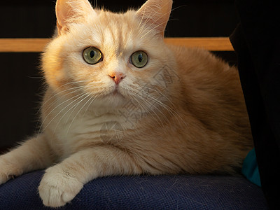 一只美丽的奶油小猫的肖像 绿眼睛坐在阳光下坐着椅子上图片