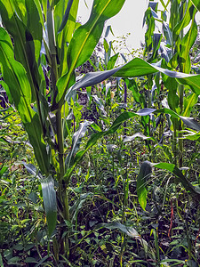 从内部对玉米种植的实地观察图场地季节工作天空生物栽培收成谷物农田地面图片