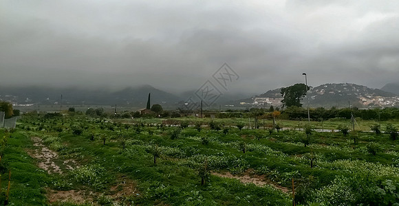 种植橙色树和背景中山丘的橘子树图片