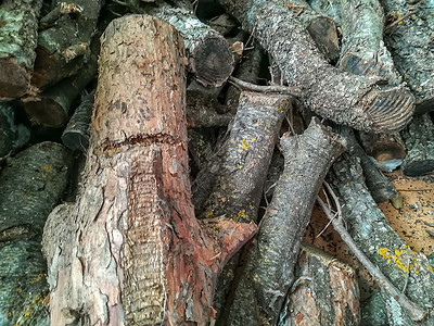 查看firewoo的日志农村材料森林松树硬木木头手工作农场活力圆圈图片
