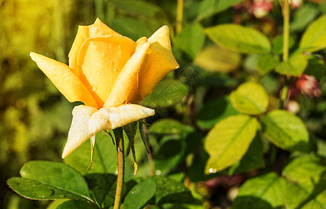 美丽的黄玫瑰花朵 在绿叶和树枝的花园背景中 明信片的概念下图片
