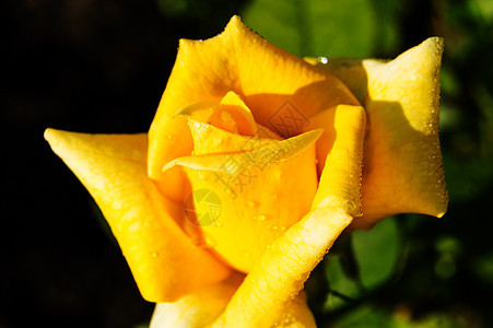 花园中美丽的黄色玫瑰花朵在黑色背景 贺卡概念 明亮的阳光下盛开图片