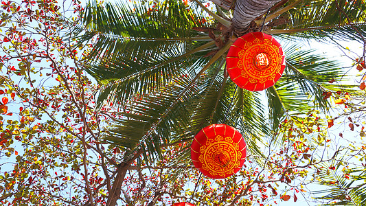 在夏威夷带椰子树的中国新年活动红灯笼庆典异国假期棕榈旅行情调风景地标灯笼文化图片