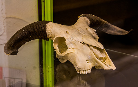 带有大黑角 动物研究和装饰物体的白色动物头骨;图片