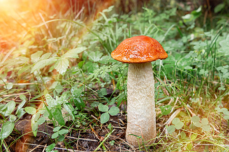 美丽的小蘑菇 Leccinum 被称为橙树花瓶 在日出时生长在森林中图片