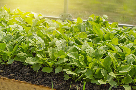 温室里的青萝卜植物 一整年在室内种植有机蔬菜的理念 笑声萝卜阳光地球场地生活土地幼苗农业农场营养图片