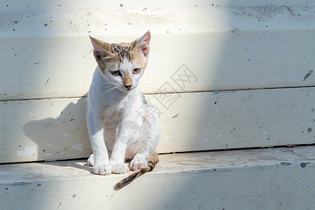 城市街墙附近的孤独悲伤的无家可归小猫儿图片