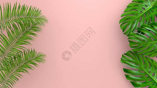 粉色插画珊瑚生活背景上逼真的棕榈叶用于化妆品广告或时装插画 热带框架异国情调的香蕉棕榈 销售横幅设计  3D仁德植物学叶子艺术插图植物假背景