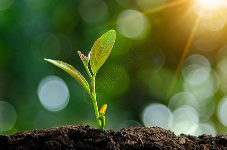 在自然背景的清晨光下播种幼苗 植树苗苗苗苗生长种植森林活力生物土壤生活地球农业叶子图片