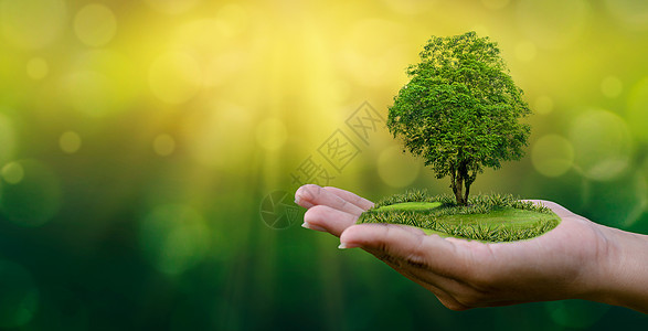 环境 地球日 在树木的手中长出幼苗 散景绿色背景女性手拿着树在自然田野草上森林保护概念世界生态叶子孩子种植种子植物生长地球农业图片