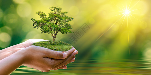 环境 地球日 在树木的手中长出幼苗 散景绿色背景女性手拿着树在自然田野草上森林保护概念家庭生态农业活力孩子植物生活地球生物种子图片