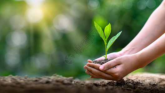 环境 地球日 在树木的手中长出幼苗 散景绿色背景女性手拿着树在自然田野草上森林保护概念生活植物插图生态世界孩子生物土壤男人行星图片