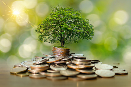 上树硬币展示了商业增长的理念 而货币增长则以储蓄资金为目的进步市场环境植物银行金融财富现金利润叶子图片