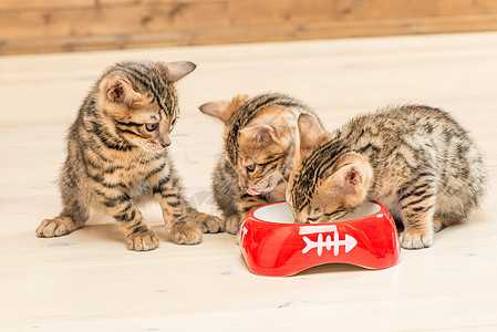 三只小猫和一碗牛奶图片