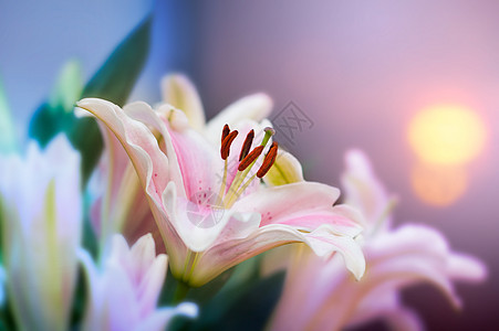 花园里的粉红利丽花和颜色粉色的音调 鲜花浅 dof工作室花束庆典纪念日植物群植物叶子花朵婚礼百合图片