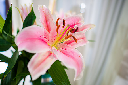 花园里的粉红利丽花和颜色粉色的音调 鲜花浅 dof植物学庆典周年花瓣植物植物群宏观纪念日百合婚礼背景图片
