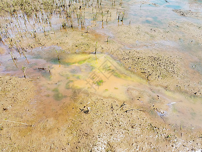 泥土水 藻类和沼泽植物池塘渣土湿地环境水坑图片