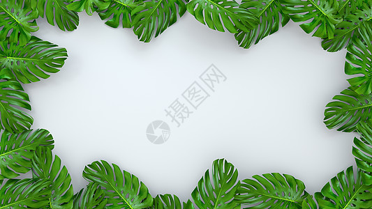 树叶png逼真的龟背竹叶在白色背景上的 3D 渲染 用于化妆品广告或时装插画 热带框架异乎寻常的香蕉棕榈背景