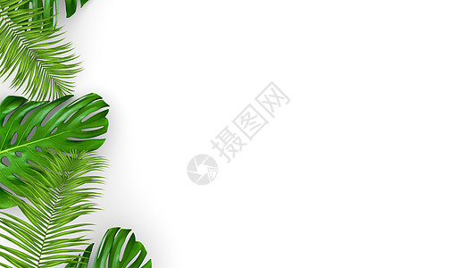 树叶插画用于化妆品广告或时装插画的白色背景逼真的棕榈叶 3D 渲染 热带框架异乎寻常的香蕉棕榈植物情调植物学植物群丛林海报横幅假期树叶叶背景