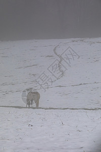 白马在雪和雾中图片