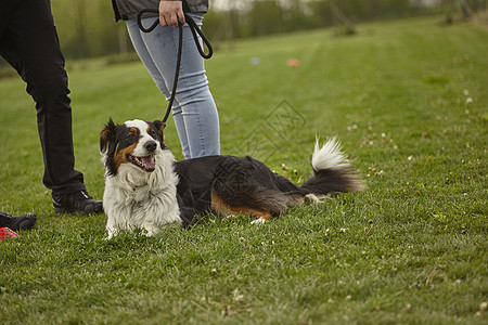 狗在皮带上女性哺乳动物衣领小狗宠物犬类乐趣毛皮成人女孩图片