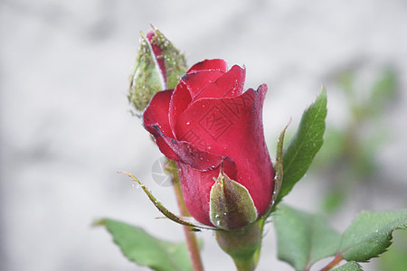 红玫瑰花朵盛开在花园的玫瑰花中墙纸花瓣浪漫礼物假期香味展示周年纪念日叶子图片