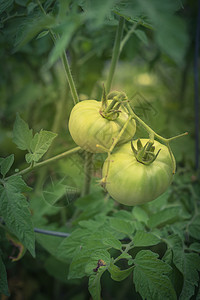 树葡萄上有机的绿色超绿色 奇妙的番茄园艺后院生产收成土壤农村叶子社区蔬菜花园图片