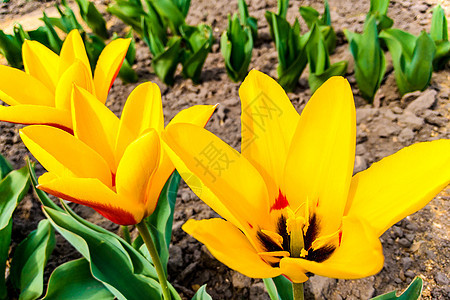 自然红色宏观照片与黄色花郁金香的 背景盛开的鲜花郁金香与开放的花蕾植物假期花束叶子花瓣季节公园花园植物群花朵图片