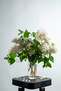 灰色背景的花瓶里有花丽花桌子杯子叶子风格花束树叶花瓣植物群绘画植物图片